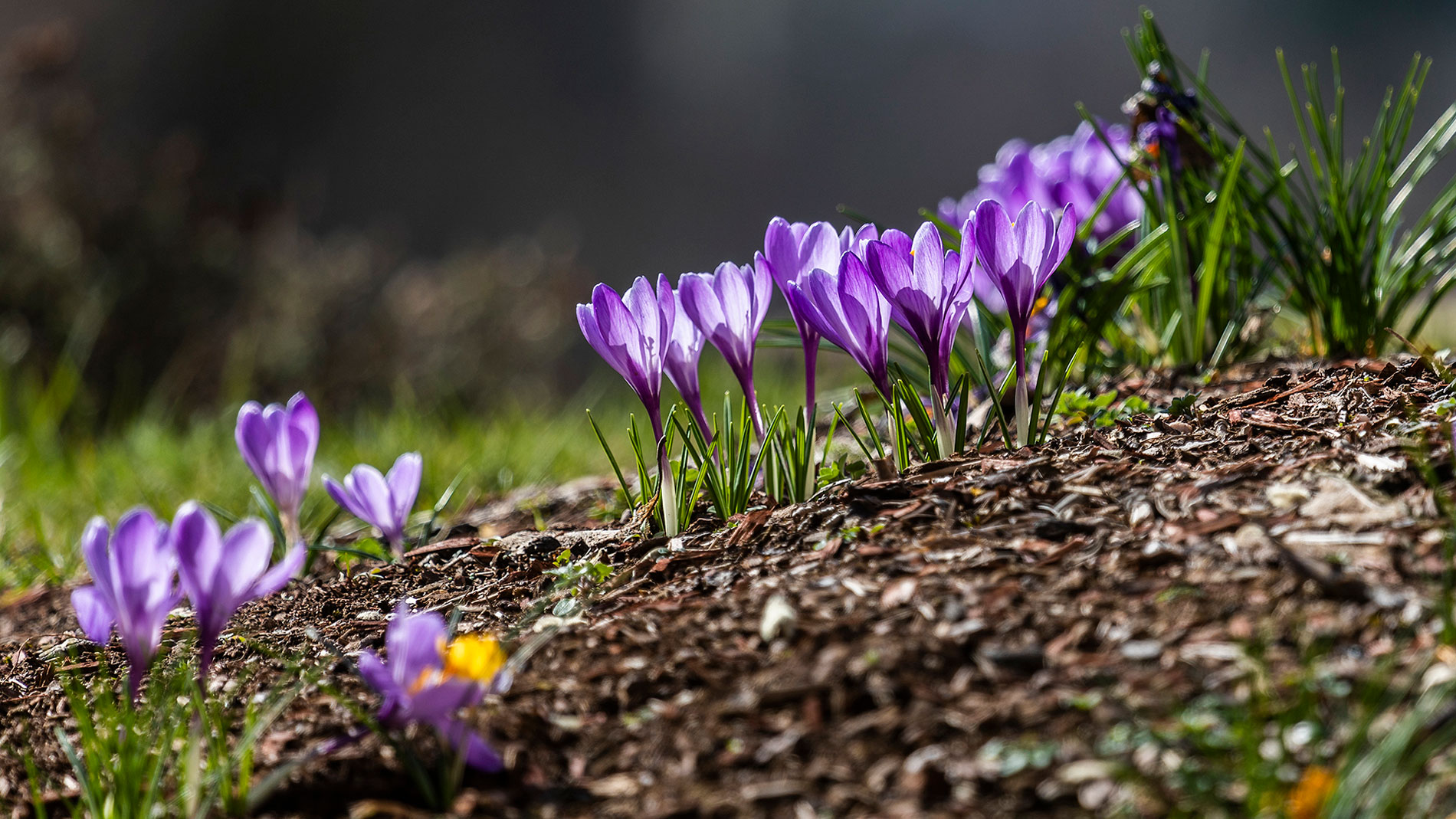 Slideshow-Bild